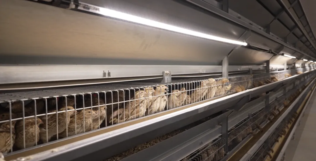 抢占新中式零食新高地 “蛋皇”鹌鹑蛋重磅发布! 抢占新中式零食新高地 “蛋皇”鹌鹑蛋重磅发布!