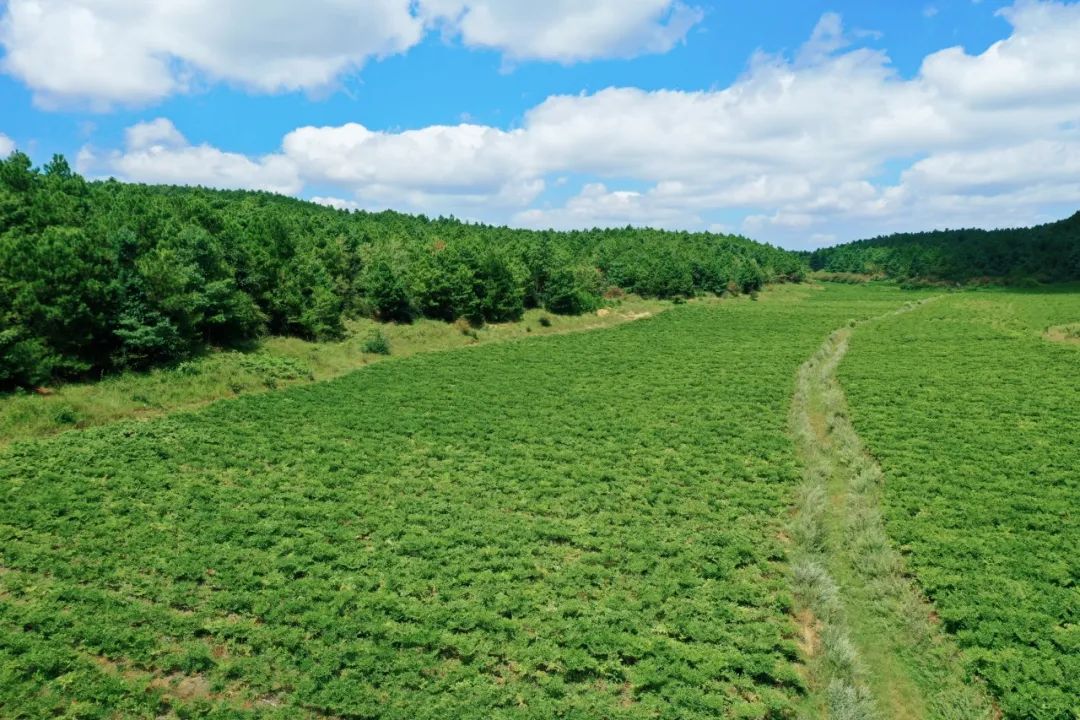 麻酱风云:谁定义了魔芋零食的未来? 麻酱风云:谁定义了魔芋零食的未来?
